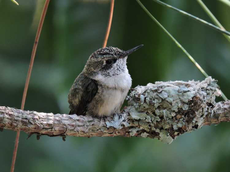 Hummingbird Chicks baby