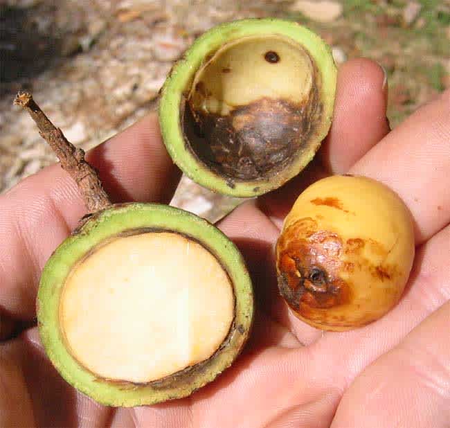 Foods That Originally Looked Totally Different wild Avocado