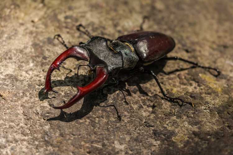 5. Stag Beetles