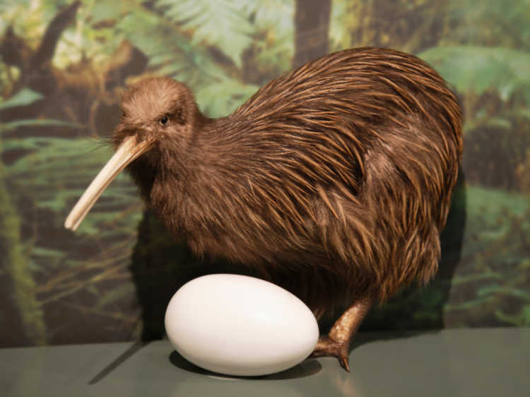 Kiwi egg bird