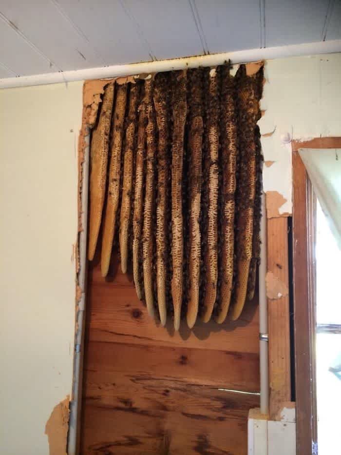 Beehive Found While Renovating An Old House