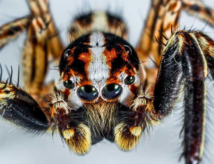 brazillian wandering spider