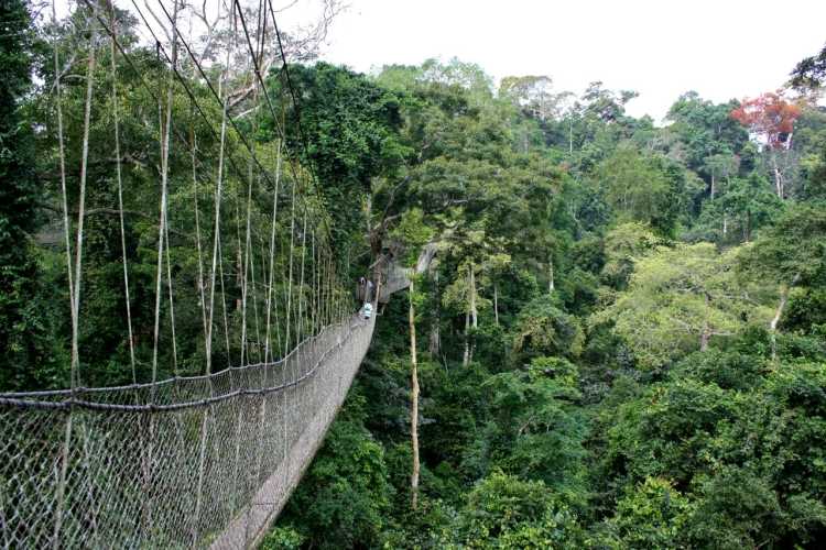 Incredible Bridges Canopy Walk, Ghana