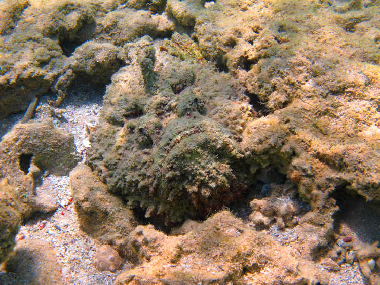 stonefish