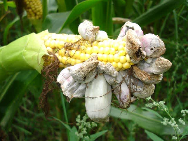 Northern corn leaf blight tumorous growth