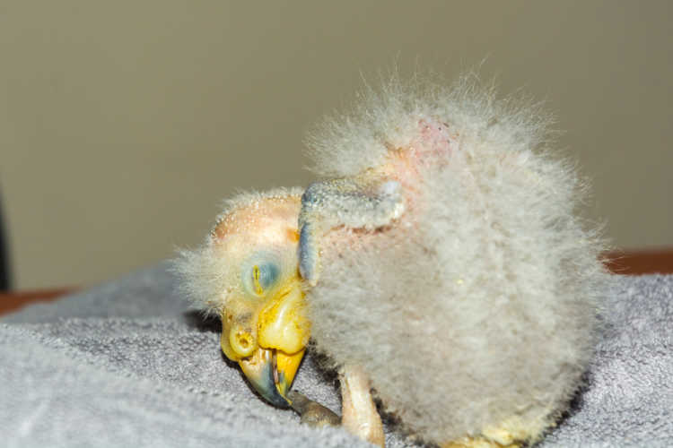 Newborn Kea chick