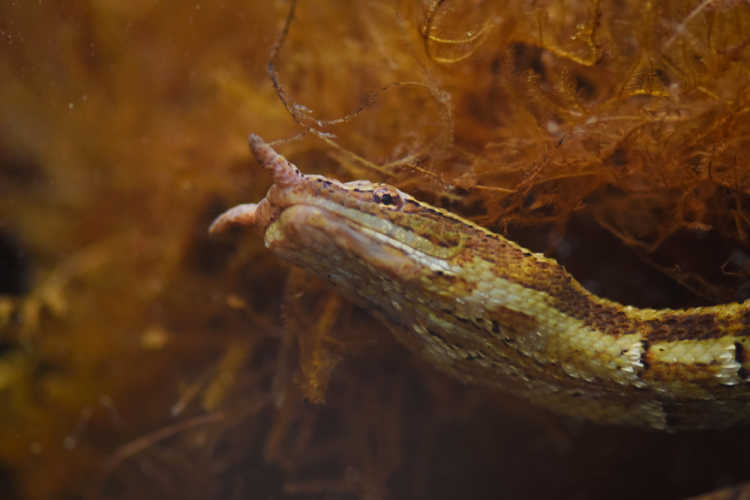 Rarest Snakes in the World Tentacled snake