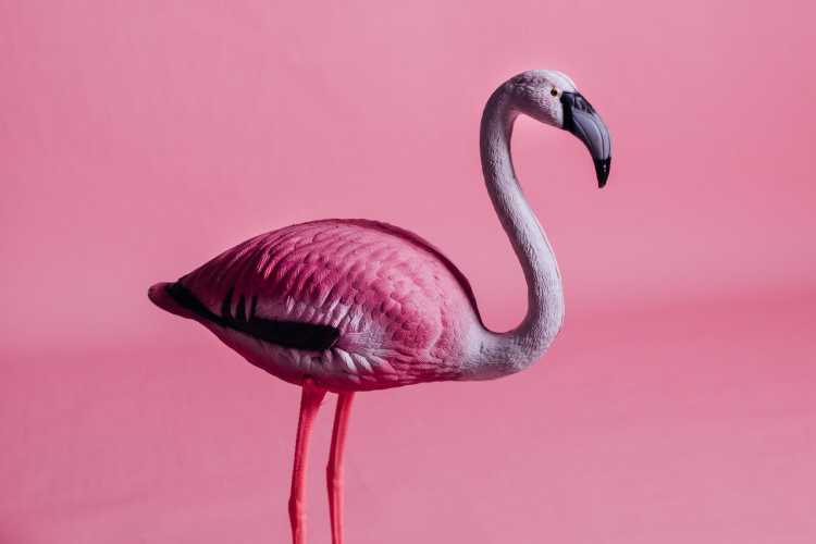 There are More Fake Flamingos in the World Than Real Ones