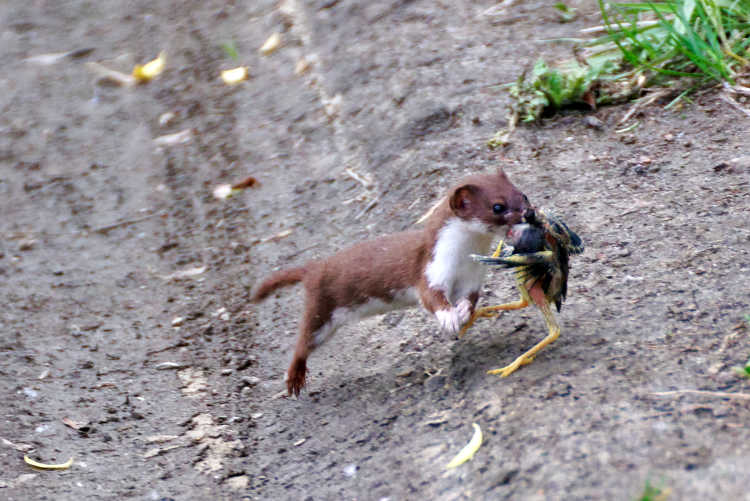 least weasel hunting