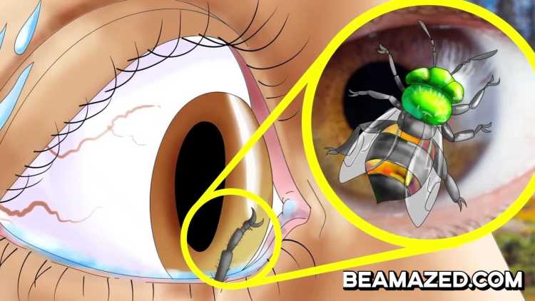 Bee inside eye leg sticking out  Bees Can Live Inside Your Eyes