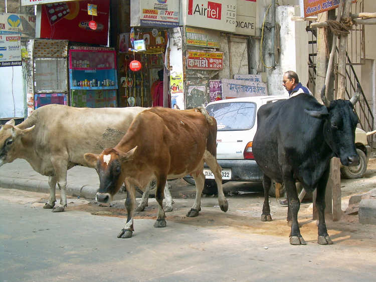 cows hanging out on the road