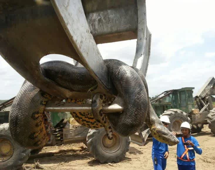 Amazing Discoveries Made By Construction Workers Anaconda