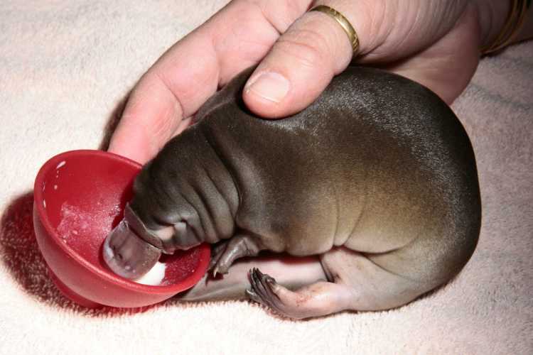 Baby Platypus puggle