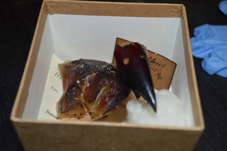 Preserved giant squid beak Architeuthis monachus