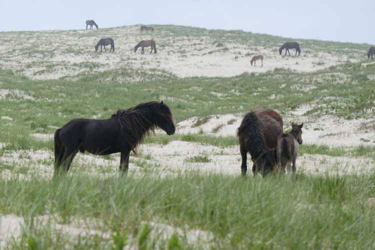 Stallion and harem on Sable Island