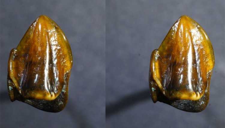 Ancient Rare Objects Found Underground 10 Million-Year-Old-Teeth