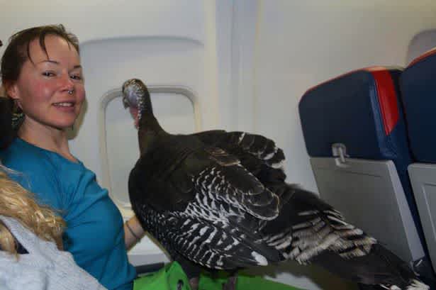 emotional support animal turkey flight eater turkey files