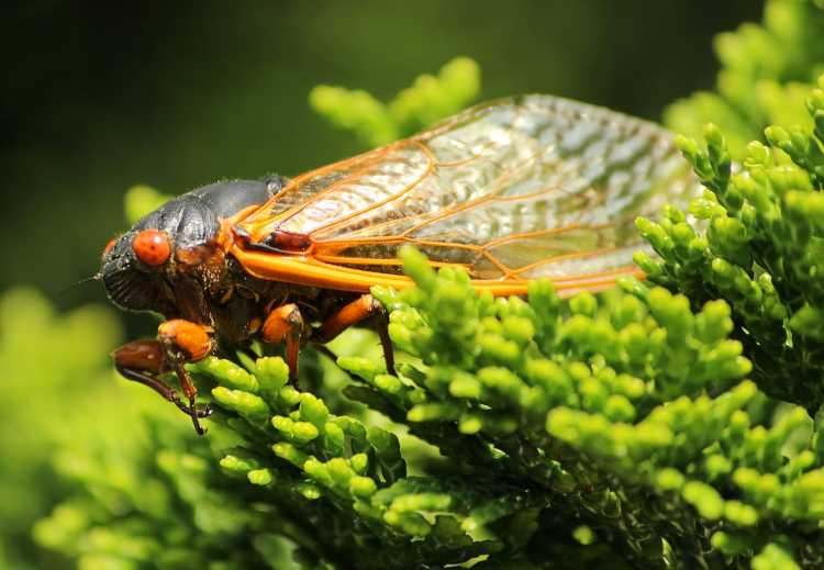 13. Cicadas