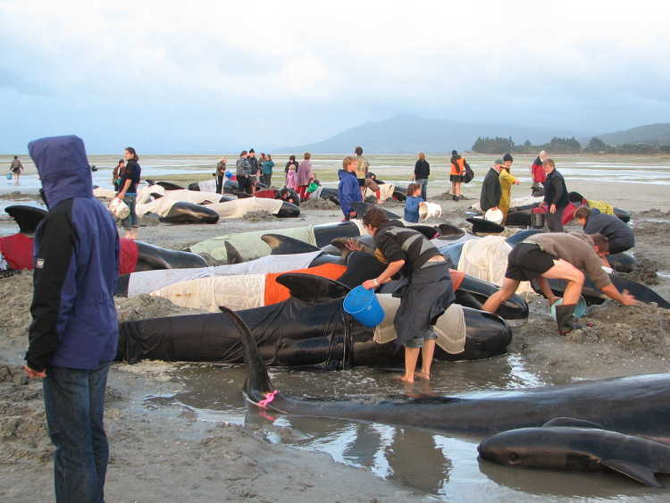 whales stranding farewell spit