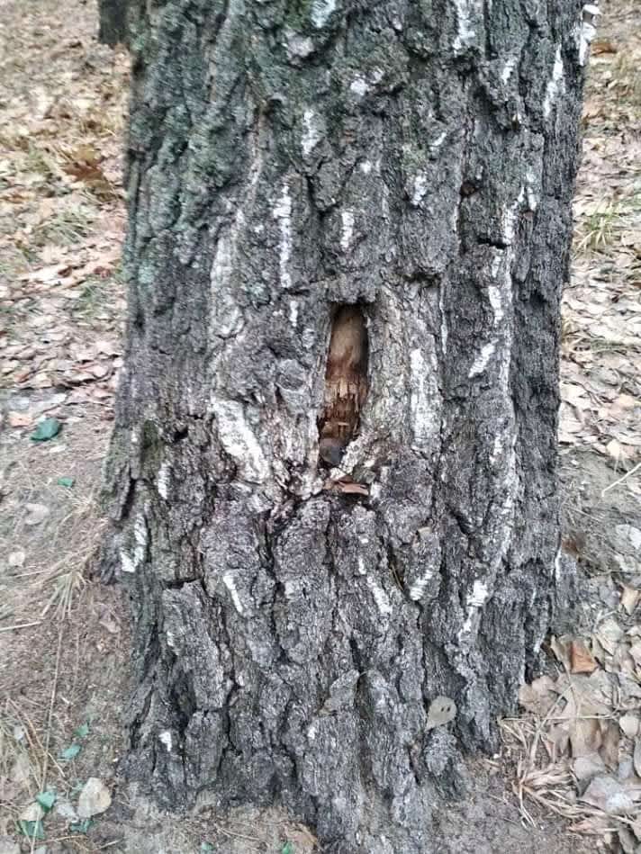 weird tree