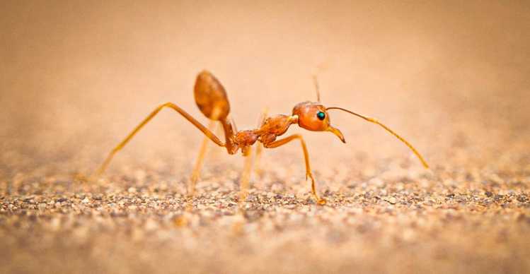 15. Weaver Ants