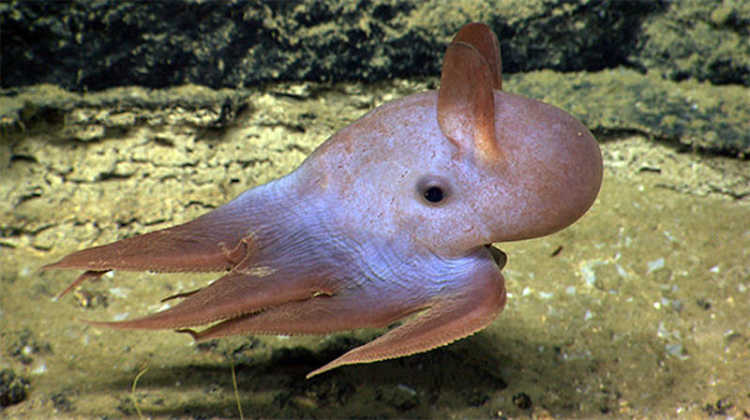 Dumbo Octopus