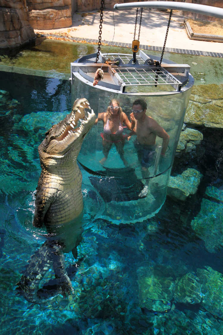Couple Standing CrocJumping Cage-of-Death Darwin