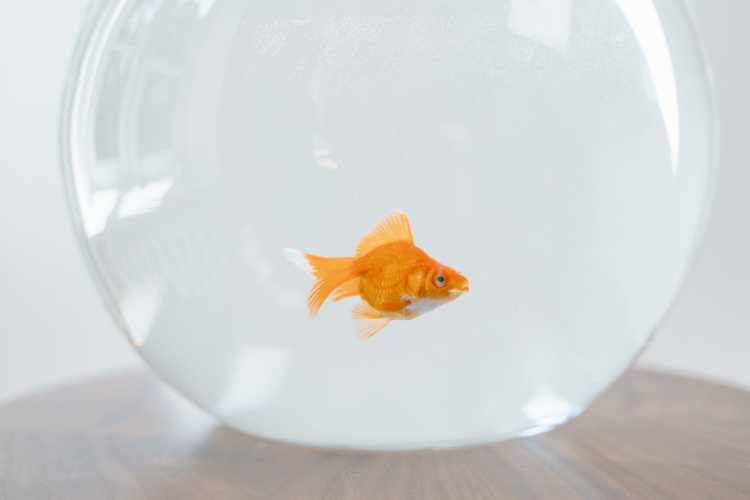 gold fish in a bowl