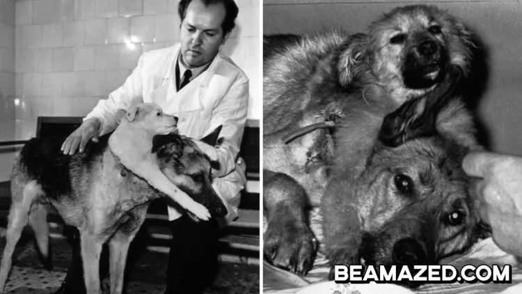 Vladimir Demikhov two-headed dogs