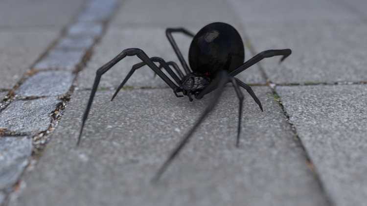 black widow spider