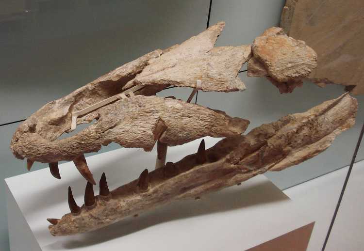 Largest Sea Creatures that EVER Existed Dakosaurus