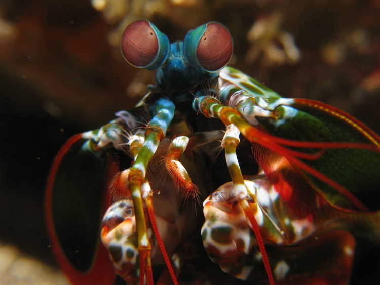 mantis shrimp eyes