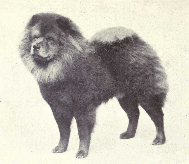 Chow Chow 1915