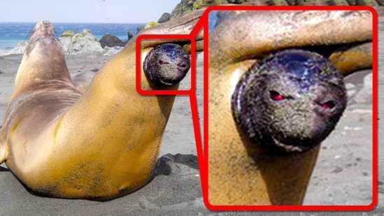 Craziest Ways Sea Creatures Give Birth