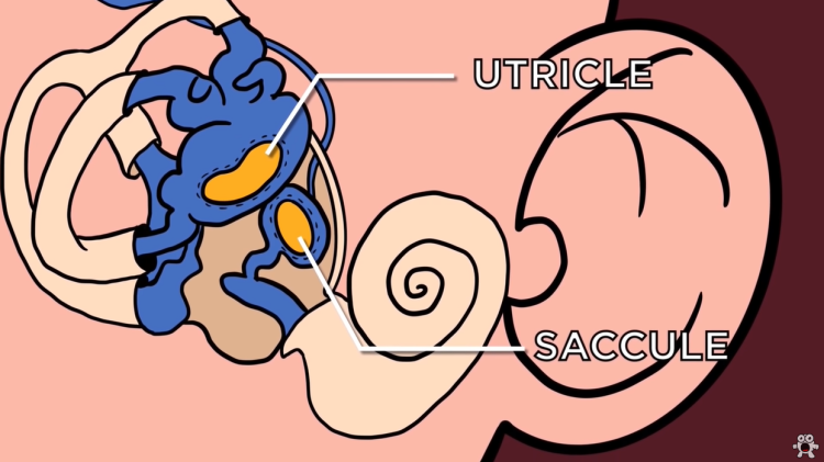 saccule and utricle