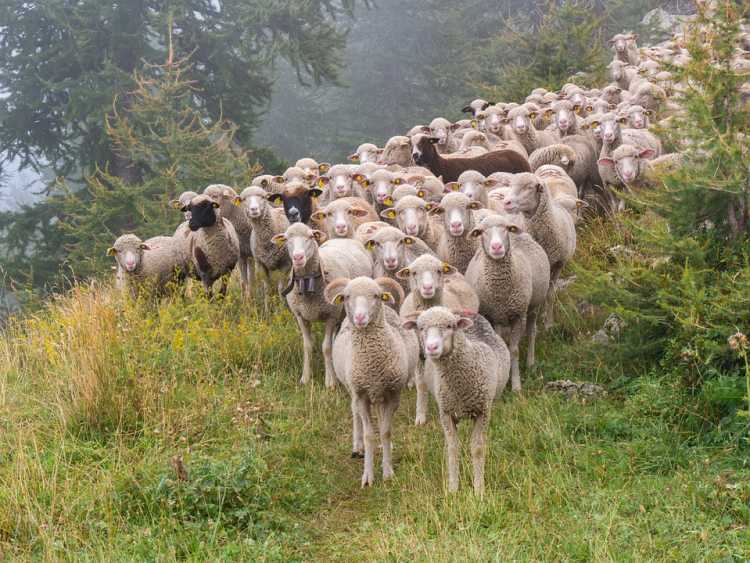 Flock-Of-Sheep
