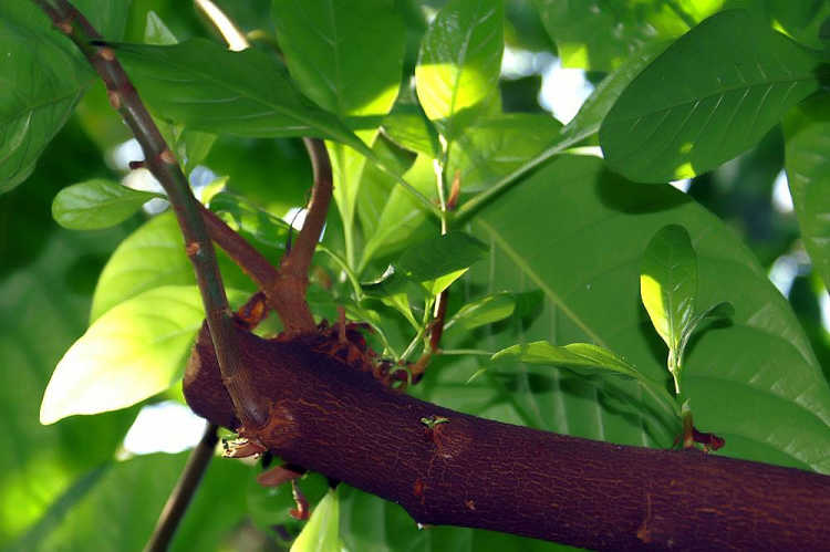 quina-quina trees