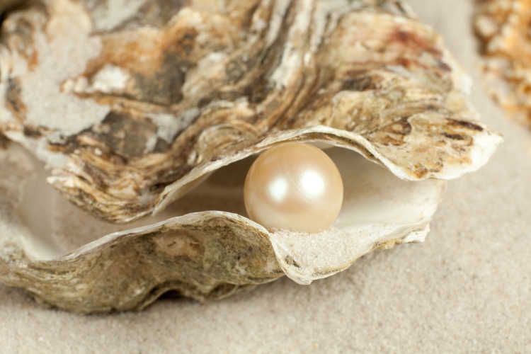 Pearl in clam oysters