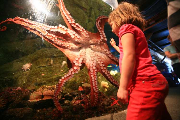 Largest Sea Creatures that EVER Existed Giant Pacific Octopus