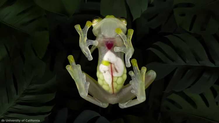 female glass frog