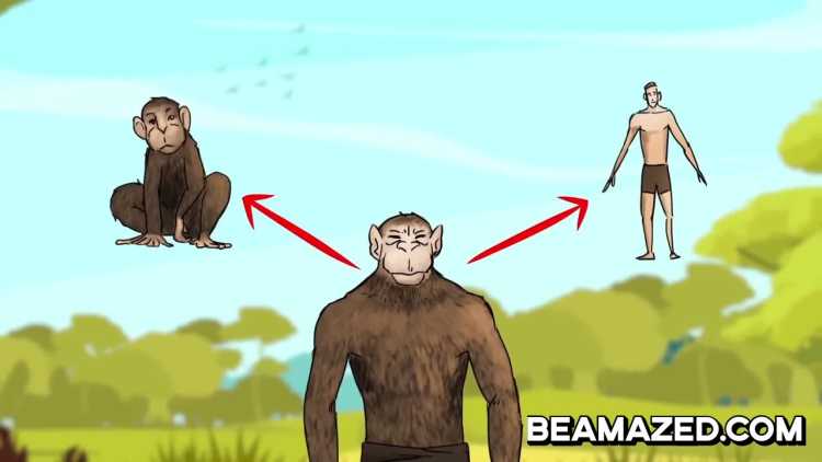 theory of evolution apes to human progression