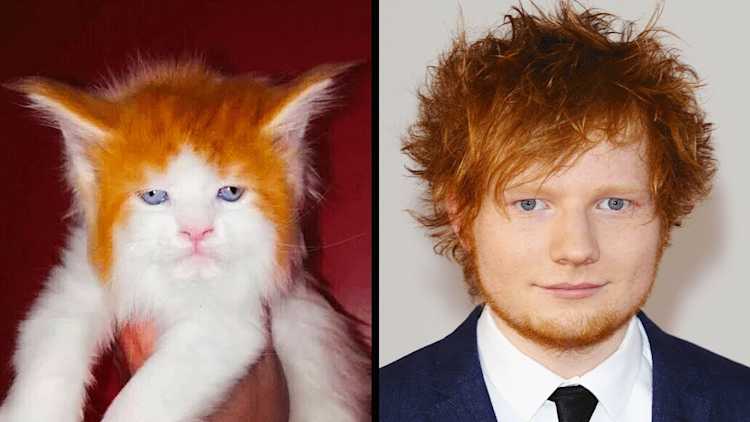 Animals That Look Like Celebrities Be Amazed animals-that-look-like-celebrities-be-amazed