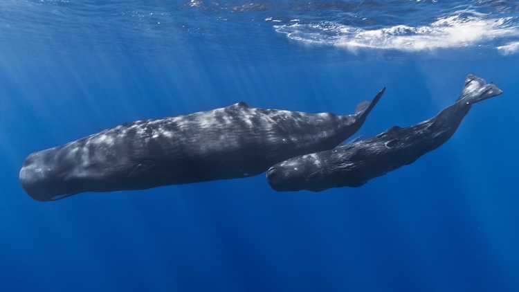 Largest Sea Creatures that EVER Existed Sperm Whale