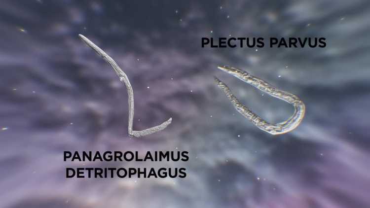 Panagrolaimus Detritophagus Plectus Parvus microscopic worms