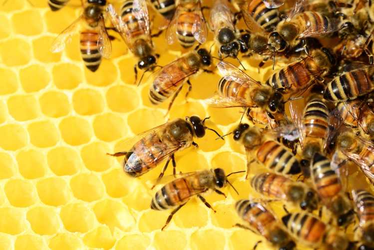 honey bee hive beehive