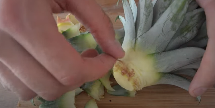 regrow pineapple hack 
