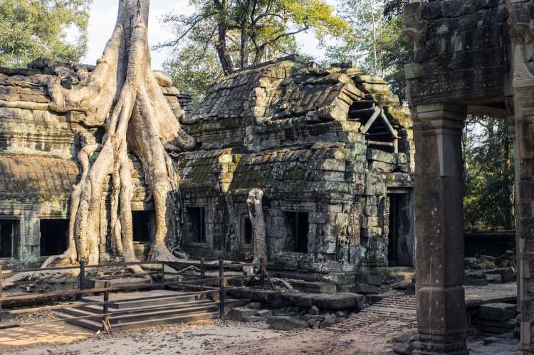 Tetrameles Nudifloras Cambodia’s historic Ta Prohm Temple