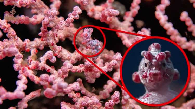 Pygmy Seahorse changing color
