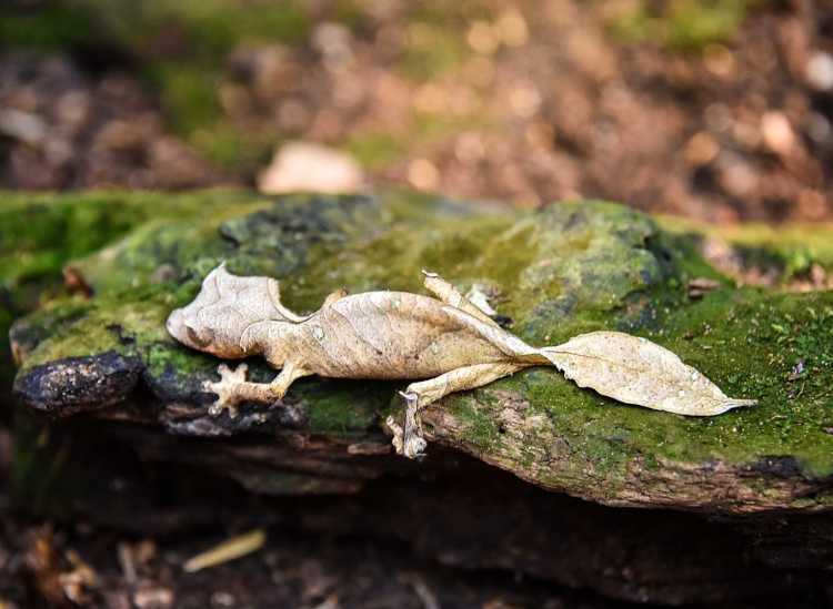 satanic leaf-tailed gecko