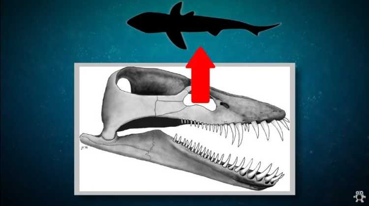 Liopleurodon 2